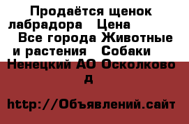 Продаётся щенок лабрадора › Цена ­ 30 000 - Все города Животные и растения » Собаки   . Ненецкий АО,Осколково д.